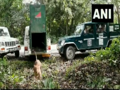 Tiger rescued, released in Kaziranga National Park in Assam | Tiger rescued, released in Kaziranga National Park in Assam