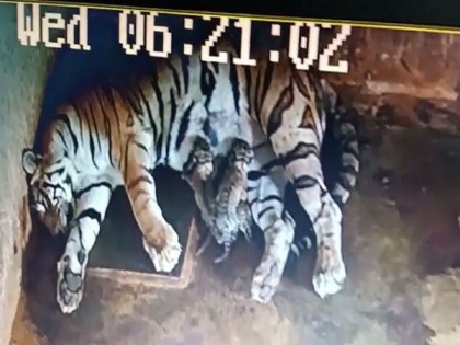 Tigress Megha gives birth to 3 cubs in Odisha's Nandankanan zoo, tiger population rises to 30 | Tigress Megha gives birth to 3 cubs in Odisha's Nandankanan zoo, tiger population rises to 30