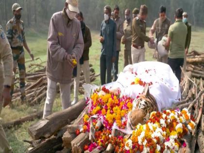 Last rites of 'collarwali' tigress glimpse of India's culture of compassion for every living being: PM Modi | Last rites of 'collarwali' tigress glimpse of India's culture of compassion for every living being: PM Modi