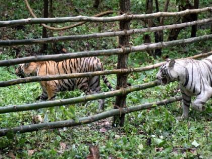 Rika and Kika, two tigresses released in Bengal safari near Siliguri | Rika and Kika, two tigresses released in Bengal safari near Siliguri