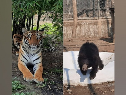 Delhi zoo gets two tigresses, sloth bears from Maharashtra for conservation breeding | Delhi zoo gets two tigresses, sloth bears from Maharashtra for conservation breeding