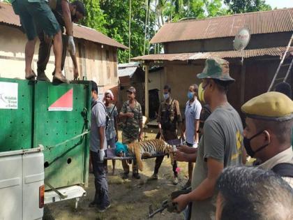 Tigress enters house in Assam's Nagaon, rescued after 24 hours | Tigress enters house in Assam's Nagaon, rescued after 24 hours Tigress enters house in Assam's Nagaon, rescued after 24 hours | Tigress enters house in Assam's Nagaon, rescued after 24 hours