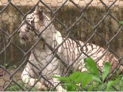 White tigress brought from Delhi to Lucknow zoo in exchange for white tiger, to prevent mortality | White tigress brought from Delhi to Lucknow zoo in exchange for white tiger, to prevent mortality