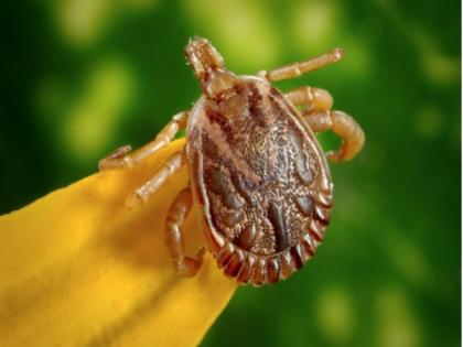 Tick saliva drug can ease chronic pain, itching in people: Study | Tick saliva drug can ease chronic pain, itching in people: Study
