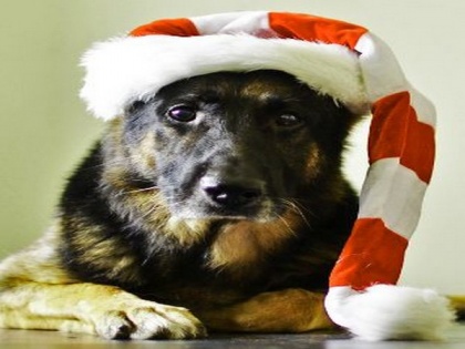 Naughty dog eats Christmas decoration, undergoes emergency surgery | Naughty dog eats Christmas decoration, undergoes emergency surgery