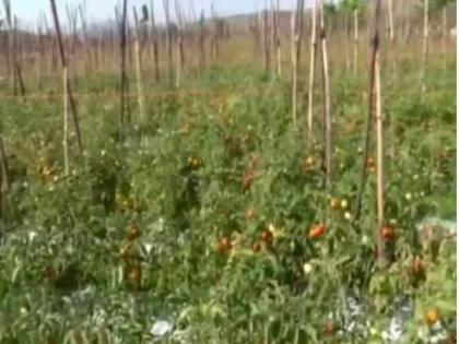 American Telugu Association for Farmers helps AP farmers with Tomato Challenge initiative | American Telugu Association for Farmers helps AP farmers with Tomato Challenge initiative