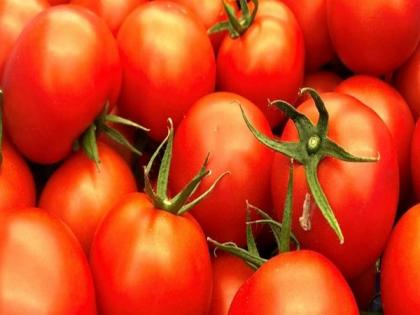 Prices of tomatoes down by 13 pc in last one week, 24 pc in past one month | Prices of tomatoes down by 13 pc in last one week, 24 pc in past one month