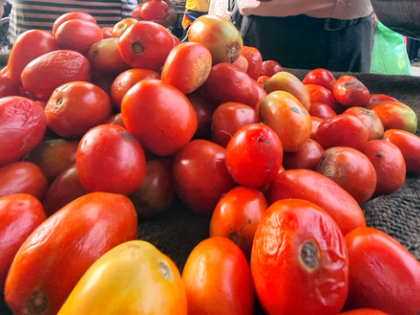 After theft, farmers forced to guard pricey tomatoes in K’taka | After theft, farmers forced to guard pricey tomatoes in K’taka