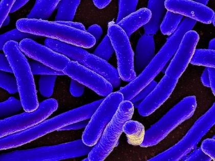 Study finds socio-economic status of kids may impact microorganisms in digestive tract | Study finds socio-economic status of kids may impact microorganisms in digestive tract