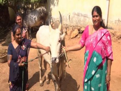 Madurai transgender trains bulls for Jallikattu | Madurai transgender trains bulls for Jallikattu