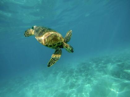 Study finds that turtles experience temporary hearing loss due to human activities | Study finds that turtles experience temporary hearing loss due to human activities