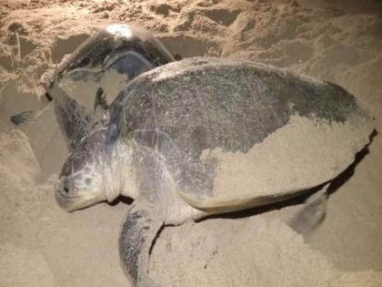 Odisha gets ready for buffer nesting of Olive Ridley, imposes ban on fishing from Nov 1 to May 31 | Odisha gets ready for buffer nesting of Olive Ridley, imposes ban on fishing from Nov 1 to May 31