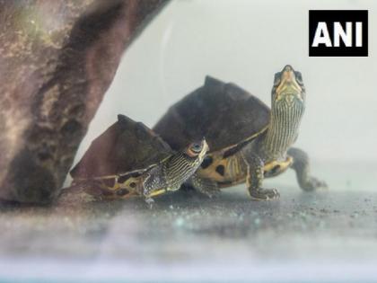 Railway Protection Force recovers 235 turtles of rare species from railway station in Guwahati | Railway Protection Force recovers 235 turtles of rare species from railway station in Guwahati