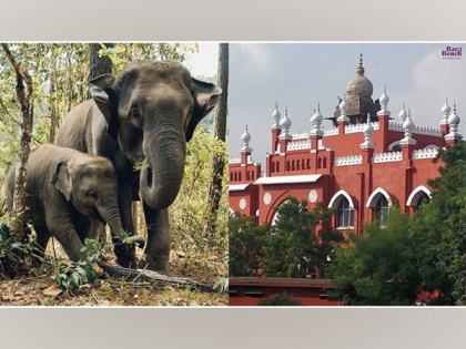 World Animal Protection Organisation welcomes Madras Court's call to prohibit future ownership of elephants | World Animal Protection Organisation welcomes Madras Court's call to prohibit future ownership of elephants