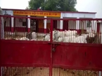 UP: Farmers lock up stray cattle to protect their crops in Banda | UP: Farmers lock up stray cattle to protect their crops in Banda