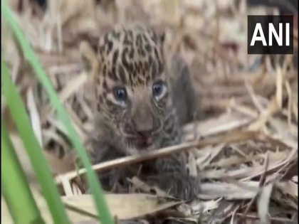 Nashik forest dept rescues 10-day-old leopard cub, reunited with mother | Nashik forest dept rescues 10-day-old leopard cub, reunited with mother