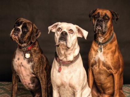 Researchers find dogs' sense of smell is linked to vision | Researchers find dogs' sense of smell is linked to vision Researchers find dogs' sense of smell is linked to vision | Researchers find dogs' sense of smell is linked to vision