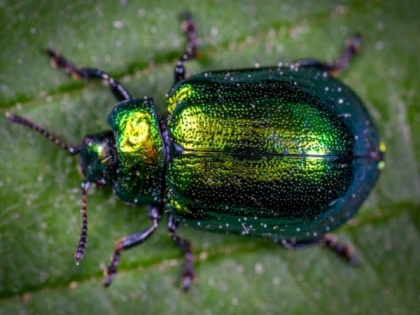Microstructure found in beetle's exoskeleton contributes to colour, damage resistance: Study | Microstructure found in beetle's exoskeleton contributes to colour, damage resistance: Study