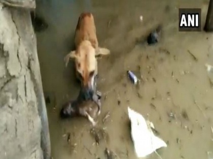 Dog rescues pup from Karnataka's flood-affected village | Dog rescues pup from Karnataka's flood-affected village