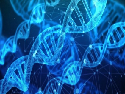 Study suggests dynamic twists, loops can enable DNA to modulate its function | Study suggests dynamic twists, loops can enable DNA to modulate its function