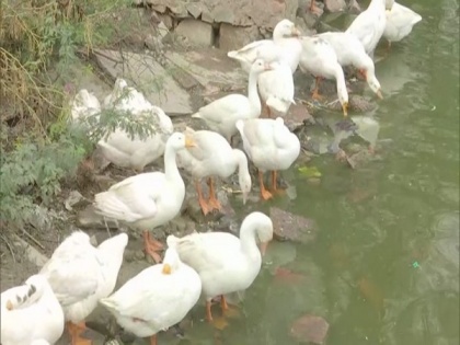 Delhi: 10 ducks found dead in Trilokpuri lake, samples sent for Bird Flu test | Delhi: 10 ducks found dead in Trilokpuri lake, samples sent for Bird Flu test