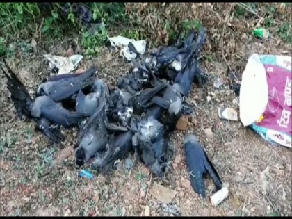 Bird flu alert sounded in Madhya Pradesh after crow deaths | Bird flu alert sounded in Madhya Pradesh after crow deaths