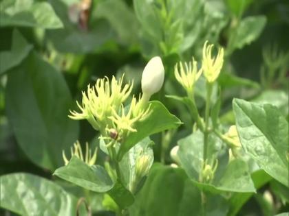 Jasmine growers in TN's Madurai demand perfume factories, water for irrigation | Jasmine growers in TN's Madurai demand perfume factories, water for irrigation Jasmine growers in TN's Madurai demand perfume factories, water for irrigation | Jasmine growers in TN's Madurai demand perfume factories, water for irrigation