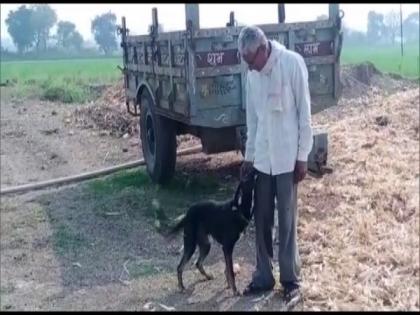 Farmer wills part of his property to pet dog | Farmer wills part of his property to pet dog Farmer wills part of his property to pet dog | Farmer wills part of his property to pet dog