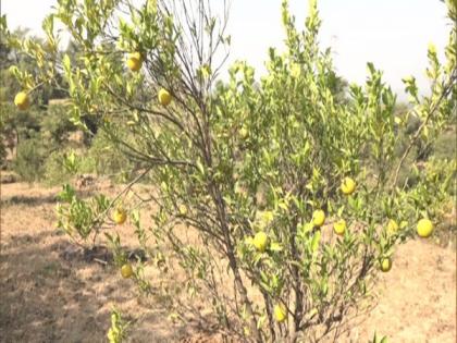 Seasonal crops getting damaged: Udhampur farmers | Seasonal crops getting damaged: Udhampur farmers Seasonal crops getting damaged: Udhampur farmers | Seasonal crops getting damaged: Udhampur farmers