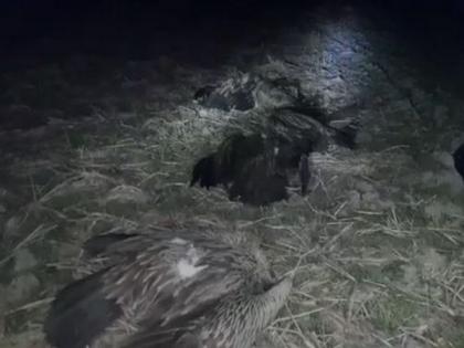 Nearly 100 vultures found dead in Assam's Kamrup district | Nearly 100 vultures found dead in Assam's Kamrup district