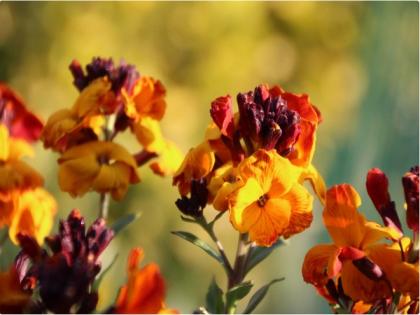 Wallflowers could lead to new drugs to treat cancer, heart disease: Study | Wallflowers could lead to new drugs to treat cancer, heart disease: Study