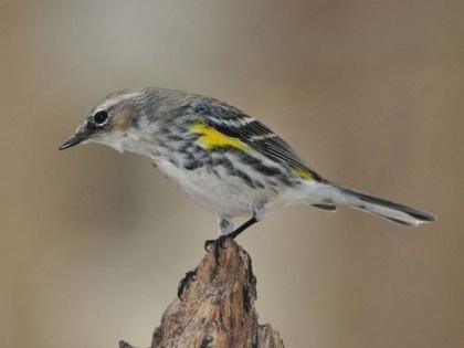 Scientists discover 10 new bird taxa | Scientists discover 10 new bird taxa