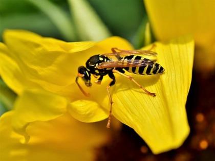 Pollen-sized technology protects bees from deadly insecticides: Study | Pollen-sized technology protects bees from deadly insecticides: Study