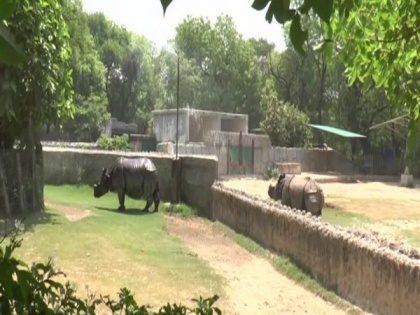 Water coolers, rain guns and special diet of melons, cucumbers for animals at Kanpur Zoo to protect from heat | Water coolers, rain guns and special diet of melons, cucumbers for animals at Kanpur Zoo to protect from heat