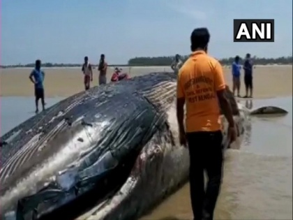 36-ft-long whale found dead on West Bengal's Mandarmani Beach | 36-ft-long whale found dead on West Bengal's Mandarmani Beach