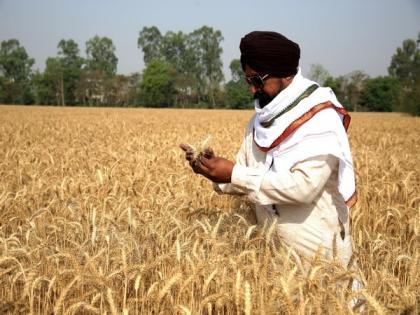 Wheat in surplus for entire year in India, farmers getting good prices: Centre | Wheat in surplus for entire year in India, farmers getting good prices: Centre
