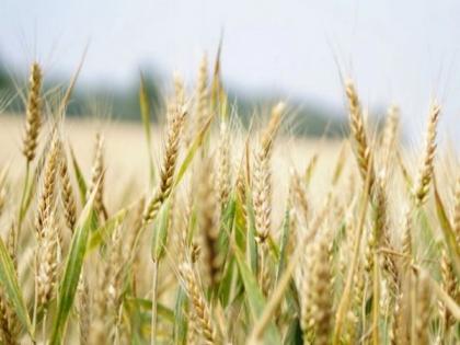 Pak's wheat output to fall short by nearly 3 million tonnes | Pak's wheat output to fall short by nearly 3 million tonnes