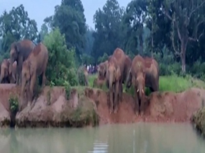 Odisha: People fear for crops as herd of elephants come in Mayubhanj | Odisha: People fear for crops as herd of elephants come in Mayubhanj