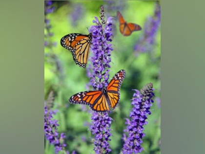 Butterflies, moths have difficulty adjusting to changing climate: Study | Butterflies, moths have difficulty adjusting to changing climate: Study