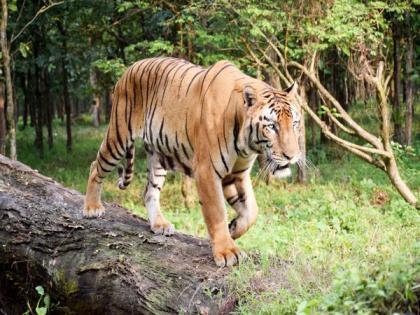 Bengal safari resumes, eyes on safety amid COVID-19 | Bengal safari resumes, eyes on safety amid COVID-19