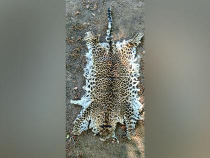 Odisha STF seizes leopard skin, one apprehended | Odisha STF seizes leopard skin, one apprehended