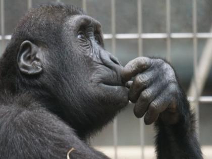 Study finds zoos might be able to improve lives of animals | Study finds zoos might be able to improve lives of animals