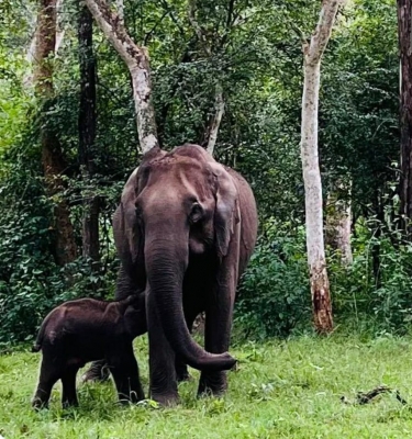 Why not create National Elephant Conservation Authority, SC asks Centre