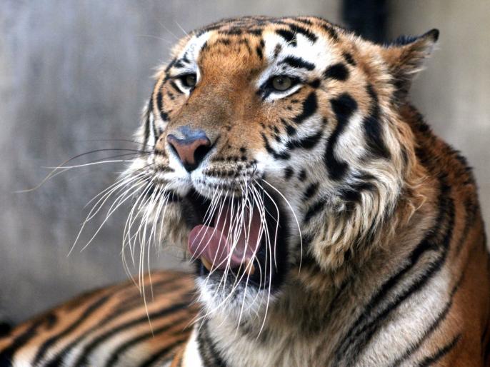 Royal Bengal Tiger pair to roar in Jammu zoo - www.lokmattimes.com