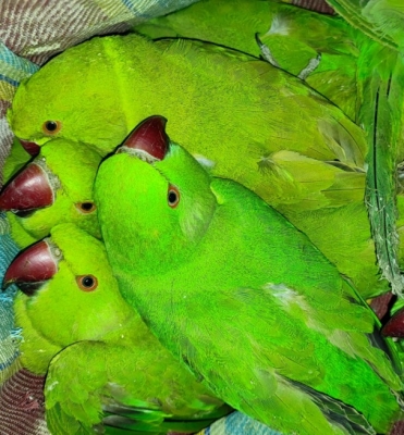 PETA, Lucknow police rescue rose-ringed parakeets 
