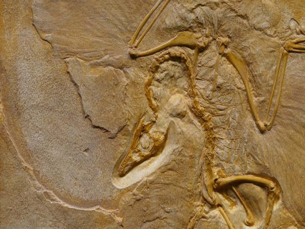 Forscher entdecken ältestes Pterodactylus-Fossil in Deutschland