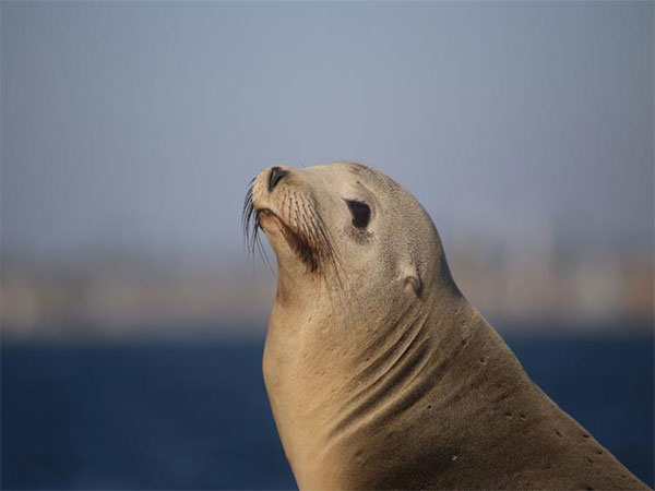 Hundreds of sea animals wash up dead in California amid toxic algal bloom -  Hindustan Times