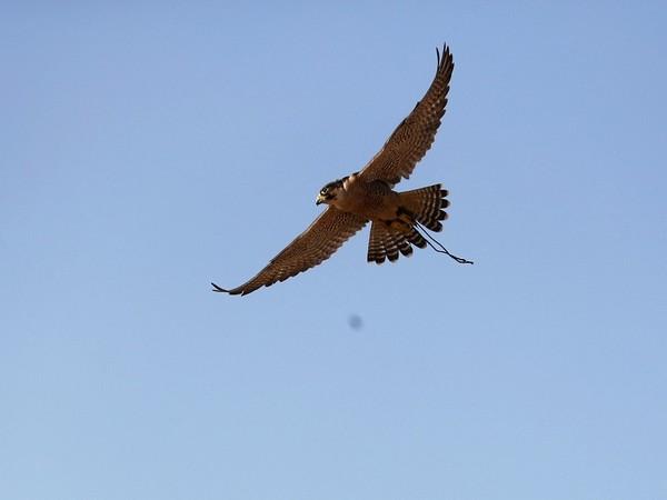 UAE Falcons Federation announces Expo 2020 Dubai's sponsorship of its ...