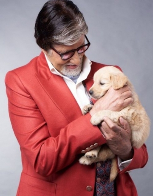 Big B Mourns Passing Of Pet Golden Retriever - Www.lokmattimes.com