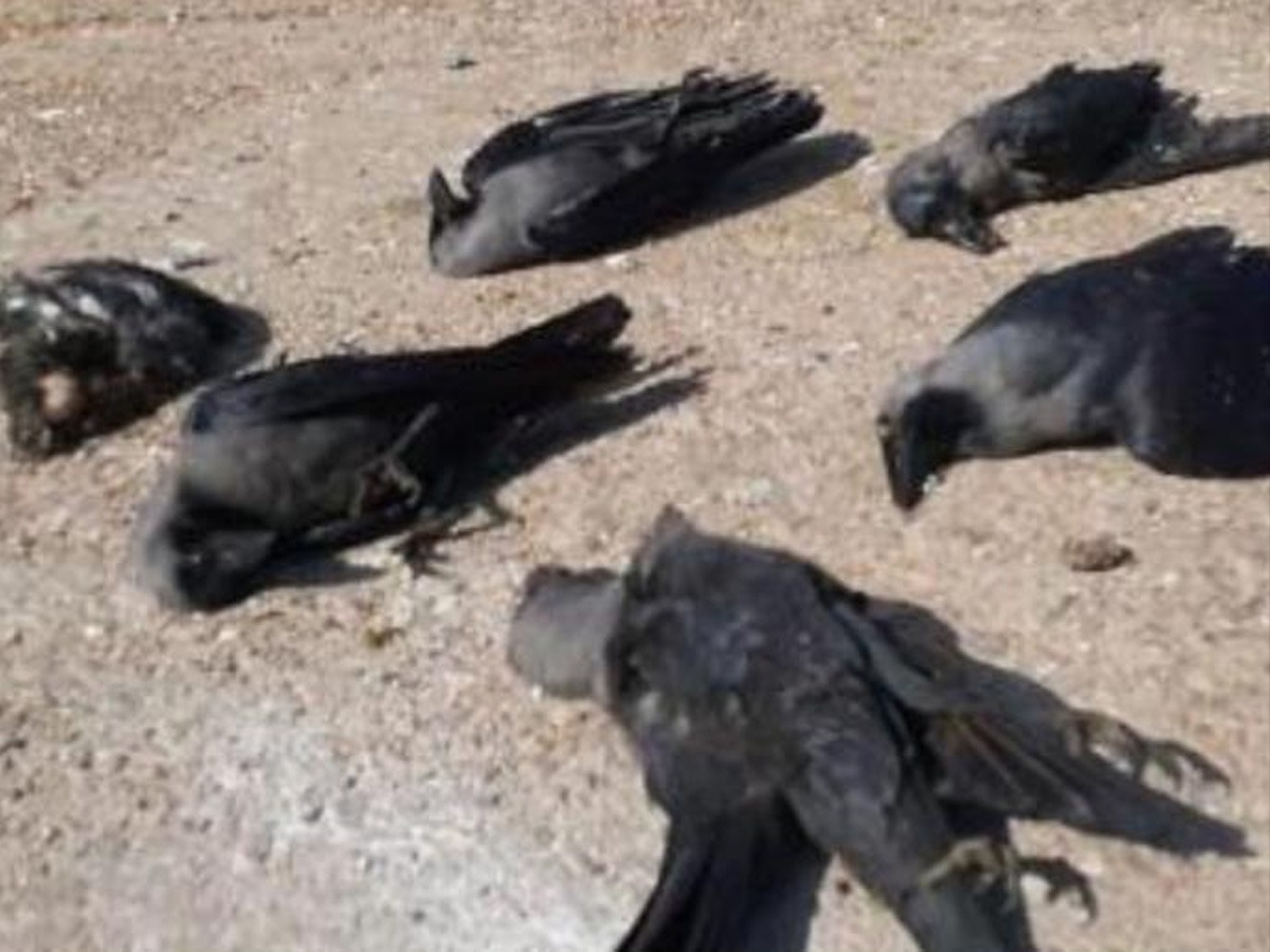 Bird Flu Outbreak in Latur: 51 Crows Dead, Key Areas Sealed and ...